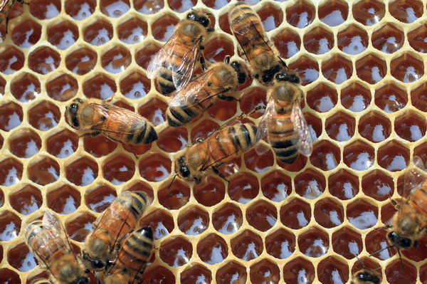 Dal luppolo estratti utili nella difesa delle api