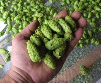 I luppoli e l’amaro: tutto ciò che deve sapere un homebrewer!