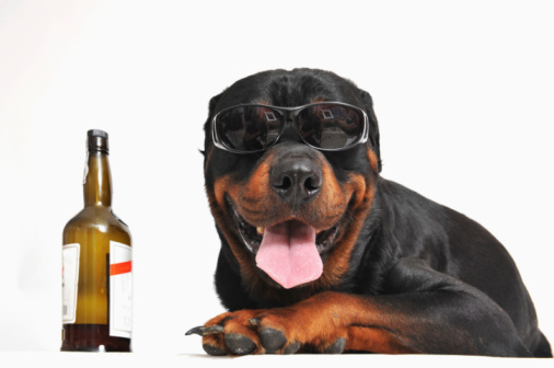 rottweiler, alcohol and sunglasses