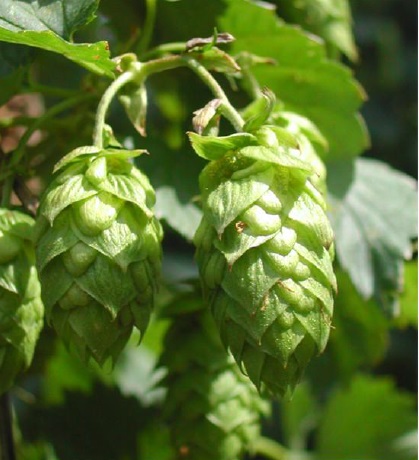 Luppolo sul balcone: per gli homebrewes dal pollice verde!