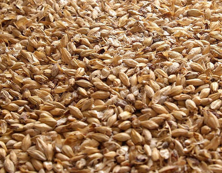 Domanda – risposta: perché non si usa l’orzo  per fare la birra?