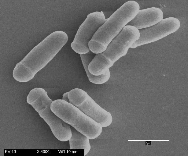 Schizosaccharomyces pombe: dall’Africa, un lievito proiettato al futuro!