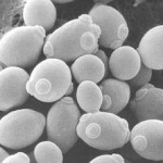 Saccharomyces cerevisiae var. boulardii: un probiotico per la birra