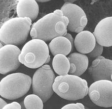 L’evoluzione dei lieviti plasmata dalla birra