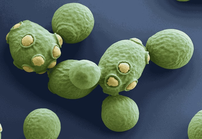 Saccharomyces: i microrganismi buoni!