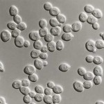 Lieviti non-Saccharomyces: nuove potenzialità per le fermentazioni brassicole