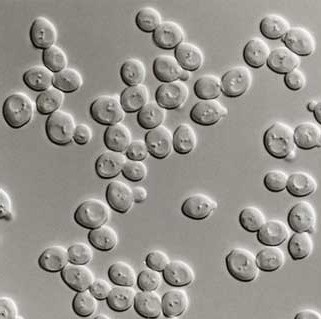 Lieviti non-Saccharomyces: Torulaspora delbrueckii