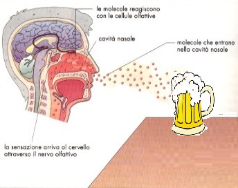 olfattobirra