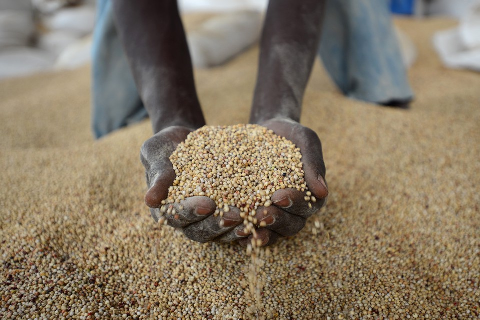 Sorgo: dall’ikigage ruandese alle birre senza glutine, una materia prima preziosa della birra