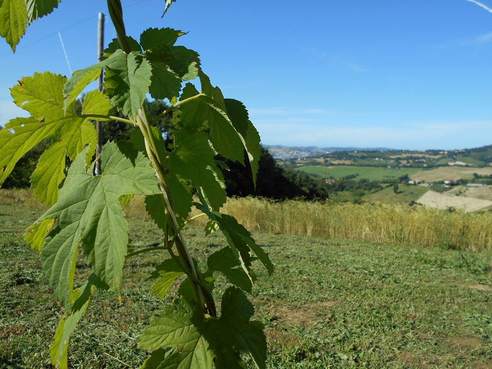 Pillole di luppolo: il “mitico” Centennial