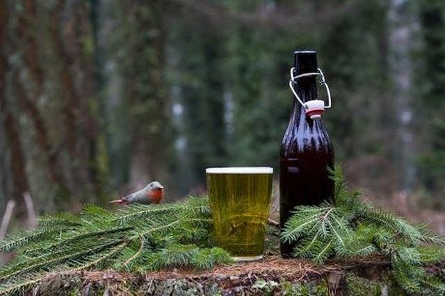 American Spruce Beer: da Oltreoceano all’homebrewing