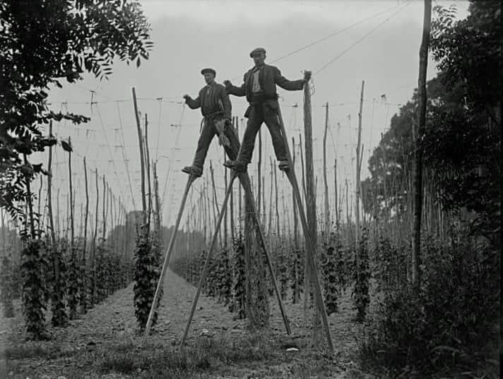 Gestione del Luppoleto: i sistemi di palificazione