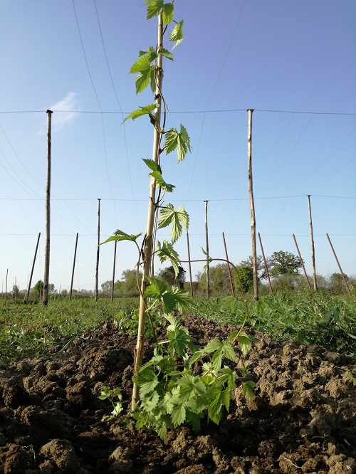 Propagazione del luppolo in Italia: il problema dei costi e della garanzia delle piante