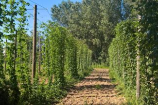 Luppoleti aperti: il 27 agosto l’iniziativa del Consorzio Birra Italiana