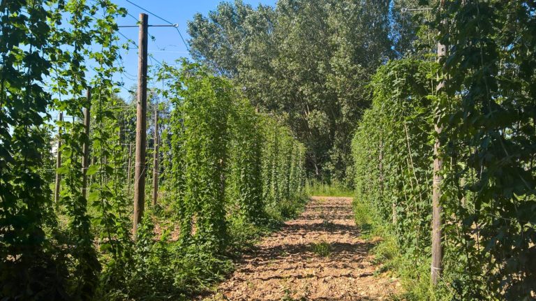 Luppoleti aperti: il 27 agosto l’iniziativa del Consorzio Birra Italiana