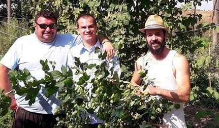 Luppolo italiano: è tempo di raccogliere i coni! L’esperienza Bio del Birrificio contadino Cascina Motta