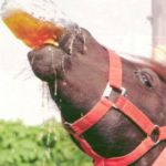 "A tutta birra": origini di un detto... misterioso!