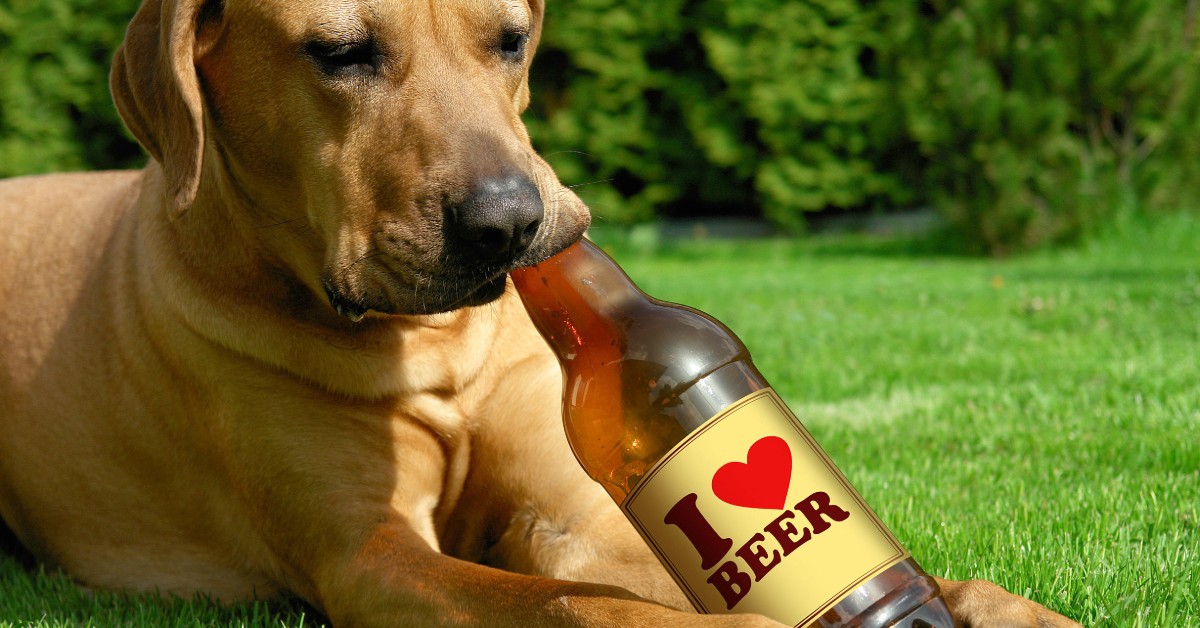 Luppolo e birra: pericolosi per i cani!