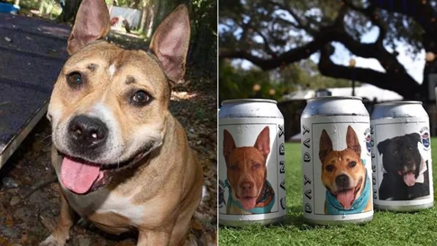 Ritrova il suo cane smarrito da due anni grazie a una lattina di birra