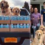 Busch Dog Brew: in USA - e non solo - spopola la birra per cani