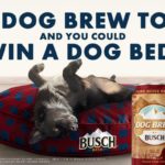 Busch Dog Brew lancia birra per cani sostenibile!