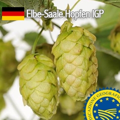 Elbe-Saale Hopfen: il luppolo IGP  Made in Germany