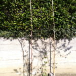 Coltivazione hobbistica del luppolo: alcuni consigli per la stagione vegetativa!