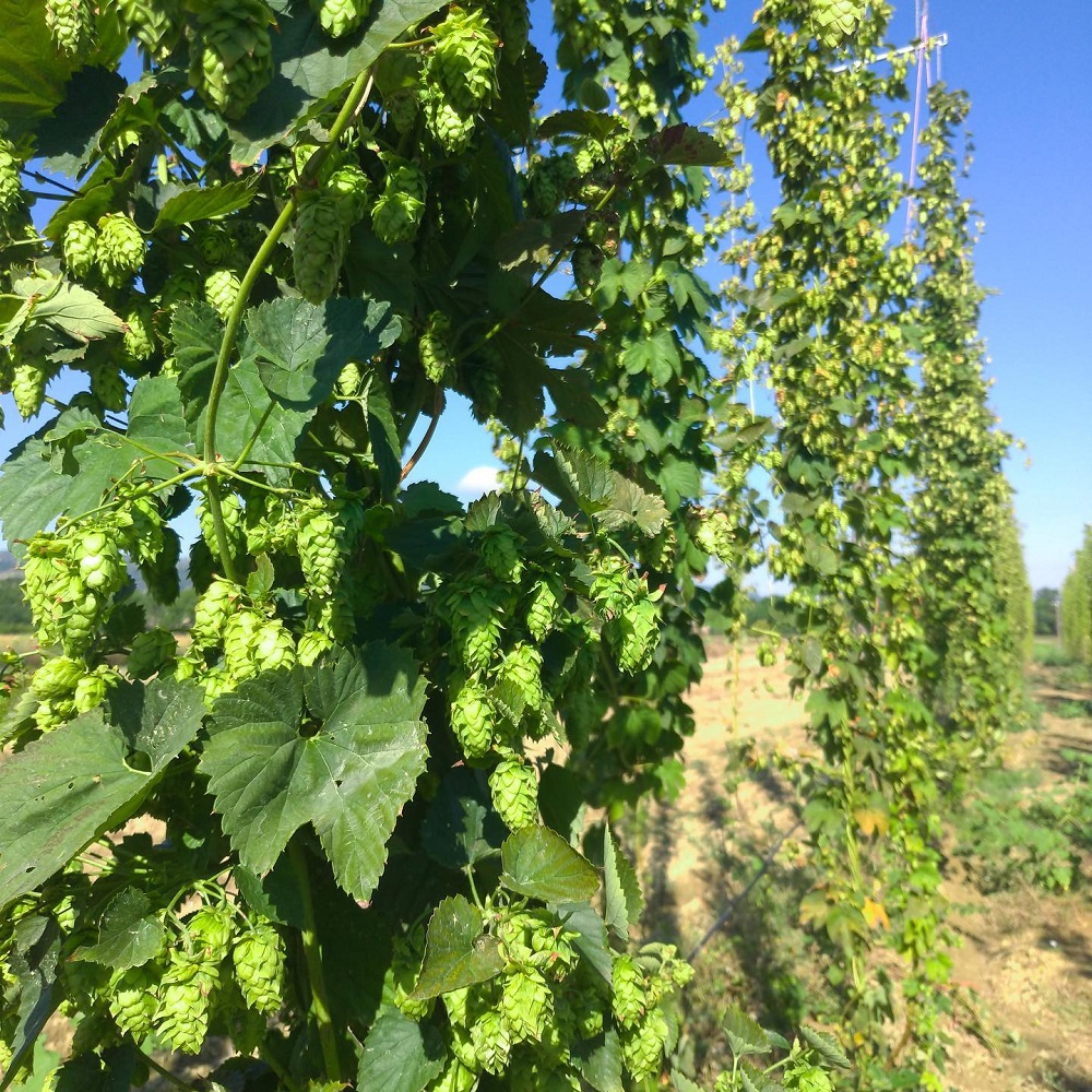 L’Umbria scommette sulla birra: un milione e mezzo per la filiera del luppolo