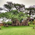 Sunland Baobab: il pub dentro l'albero!