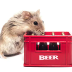 I criceti possono bere l’equivalente di 90 pinte di birra al giorno senza ubriacarsi
