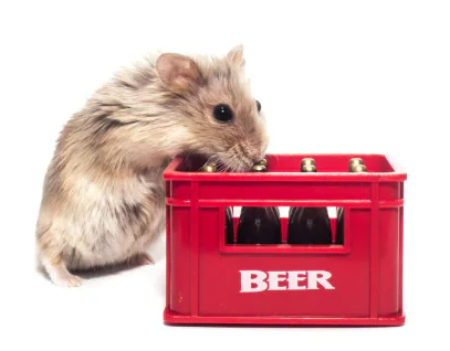I criceti possono bere l’equivalente di 90 pinte di birra al giorno senza ubriacarsi