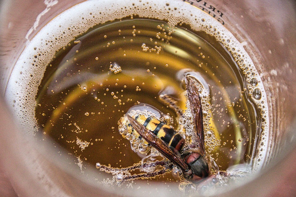 Birra con insetti: quali prospettive?